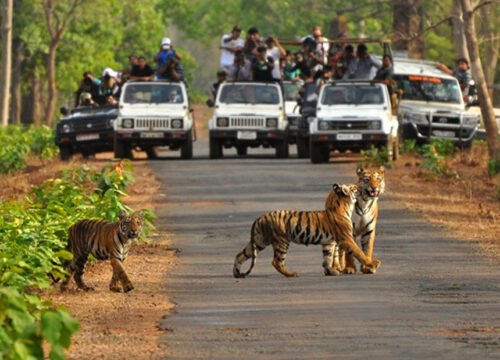 The plant and animal life found in Bandipur National Park