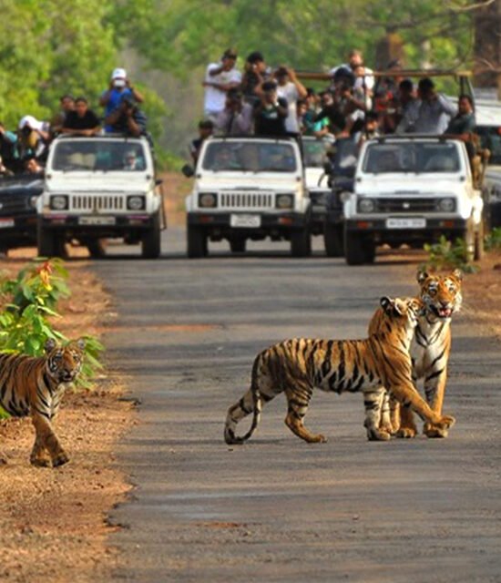 The plant and animal life found in Bandipur National Park