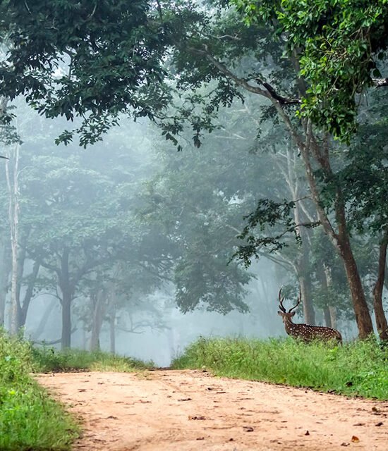 Unique Bandipur Resorts in Karnataka: Your Next Adventure!