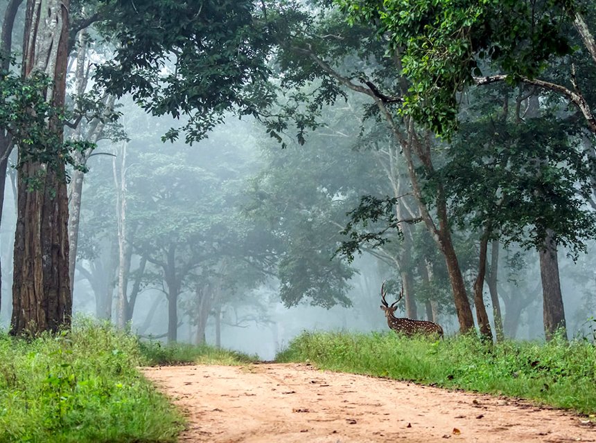 Rajiv Gandhi National Park