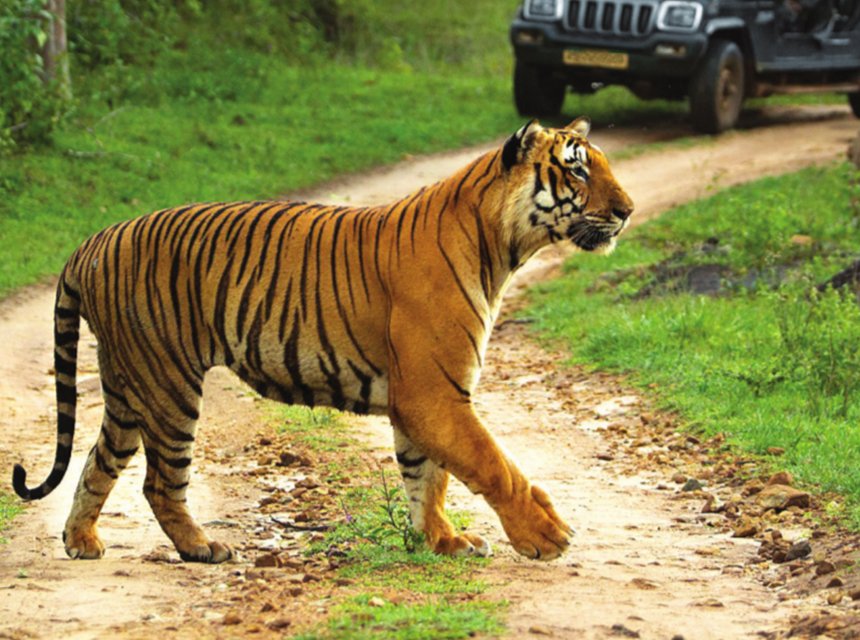 Bandipur Tiger Reserve Forest